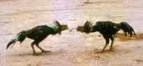 Cockfighting - Thai traditional pastime