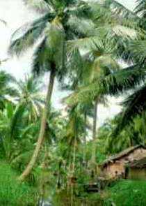 Thailand geography, flora & fauna