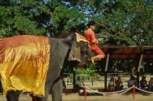 Elephant Riding