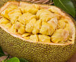 Jackfruit