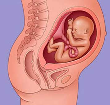 Pregnant
woman