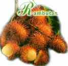Rambutan
