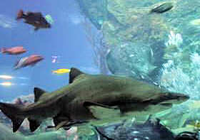 Siam Ocean World